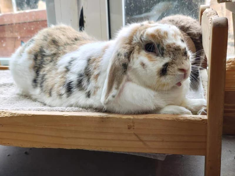 Walnut, male mixed breed for adoption at Little Furries Rabbit Rescue