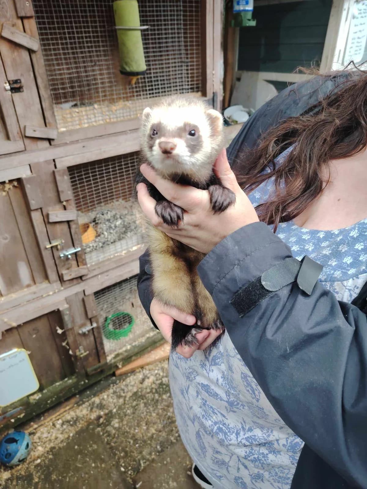 Freddie, male puppy Mixed Breed for adoption at Little Paws Ferret Rescue