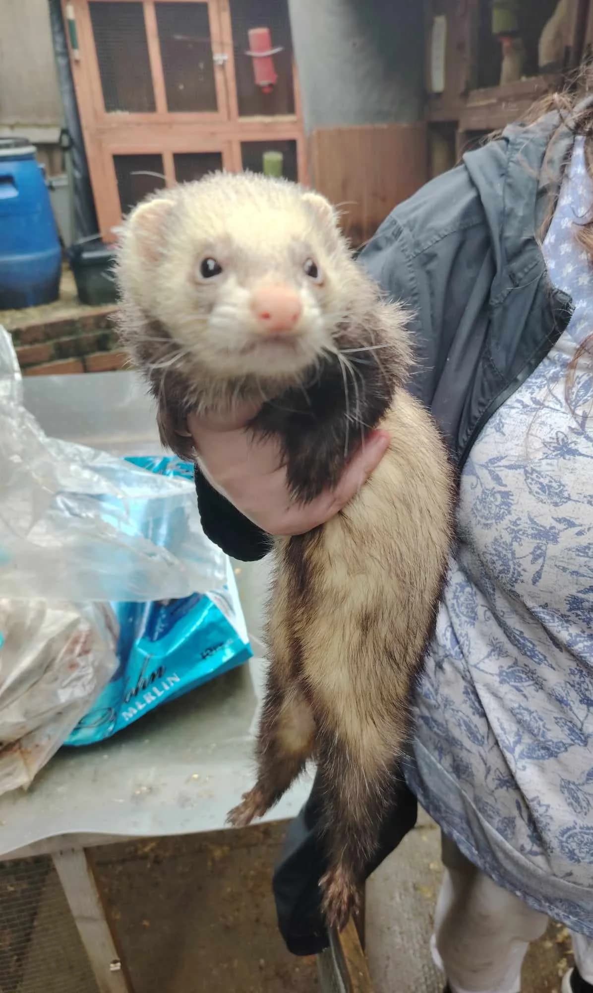 Thistle, male 3yo Mixed Breed for adoption at Little Paws Ferret Rescue