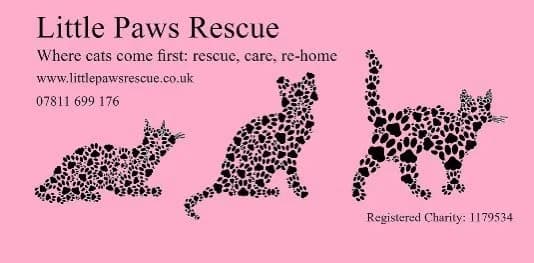 Lena, Lana, Luana & Liana, female puppy Mixed Breed for adoption at Little Paws Rescue
