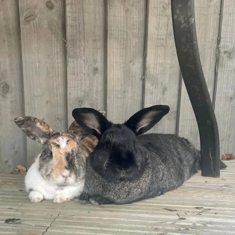 Batgirl and Roo, female senior mixed breed for adoption at The Littlest Lives Rescue