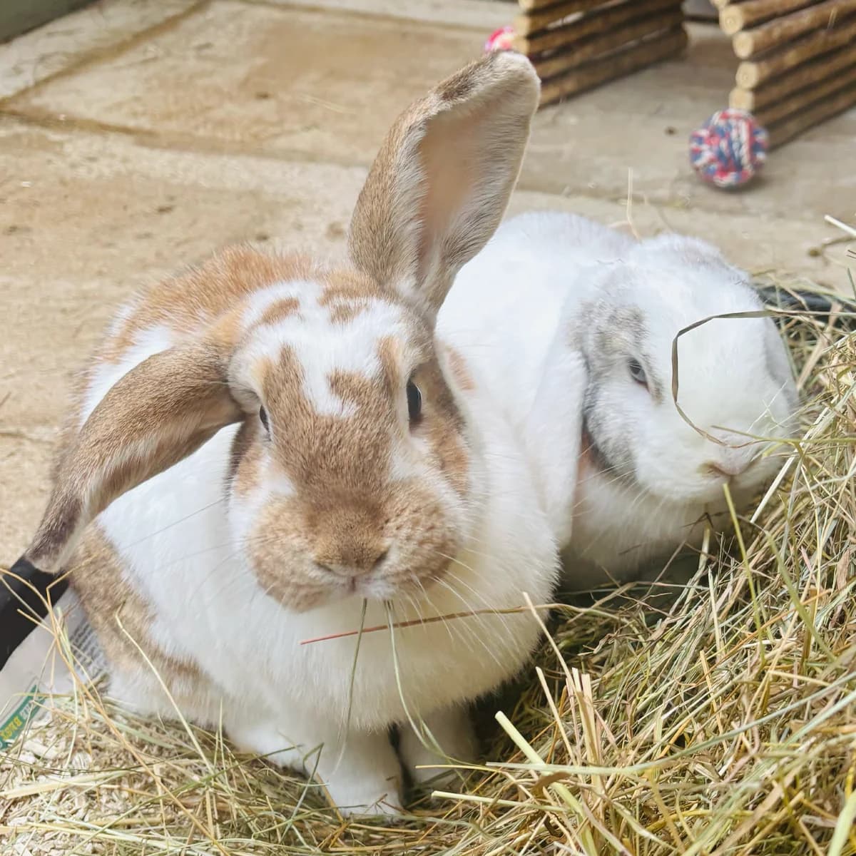 Fudge and Truffle, female 5yo mixed breed for adoption at The Littlest Lives Rescue