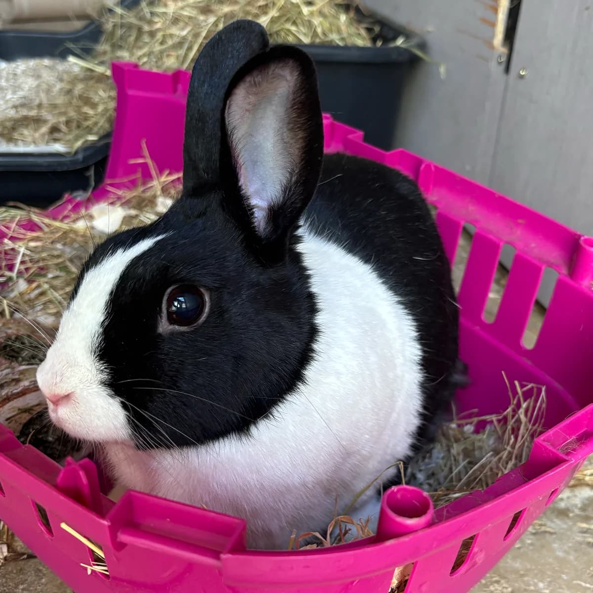 Peach, female 5yo mixed breed for adoption at The Littlest Lives Rescue
