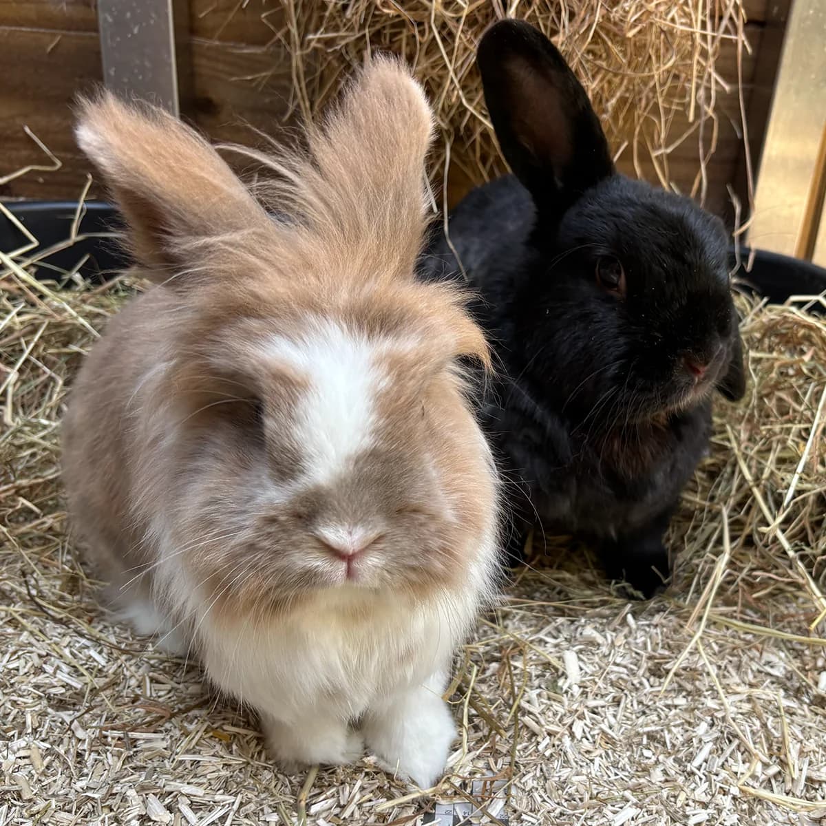 Tilly and Twilight, female 4yo mixed breed for adoption at The Littlest Lives Rescue