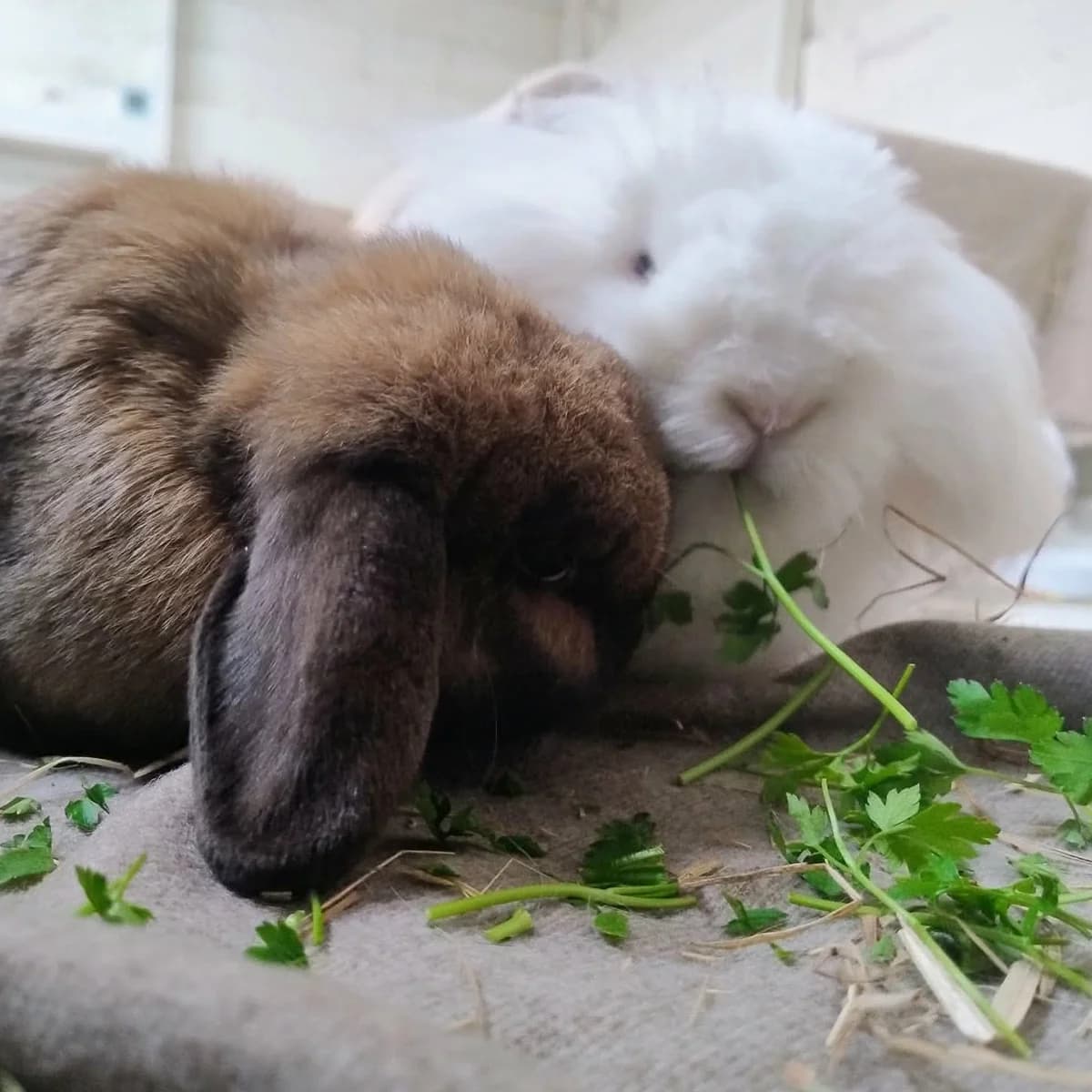 Coco and Boo, female 7yo mixed breed for adoption at The Littlest Lives Rescue