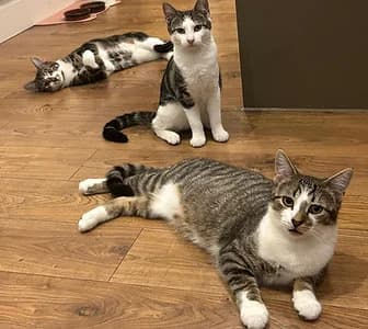 Cadet, Credet & Claudette, puppy Mixed Breed for adoption at London Inner City Kitties