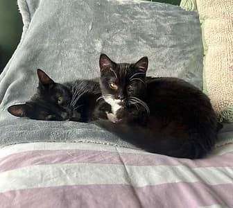 easter & whitsun, young Mixed Breed for adoption at London Inner City Kitties