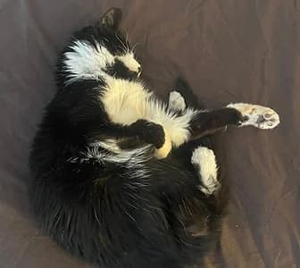 felix, male senior Mixed Breed for adoption at London Inner City Kitties