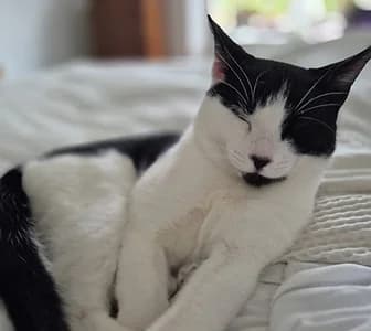 nicky, male puppy Mixed Breed for adoption at London Inner City Kitties