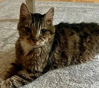 prince, male senior Mixed Breed for adoption at London Inner City Kitties
