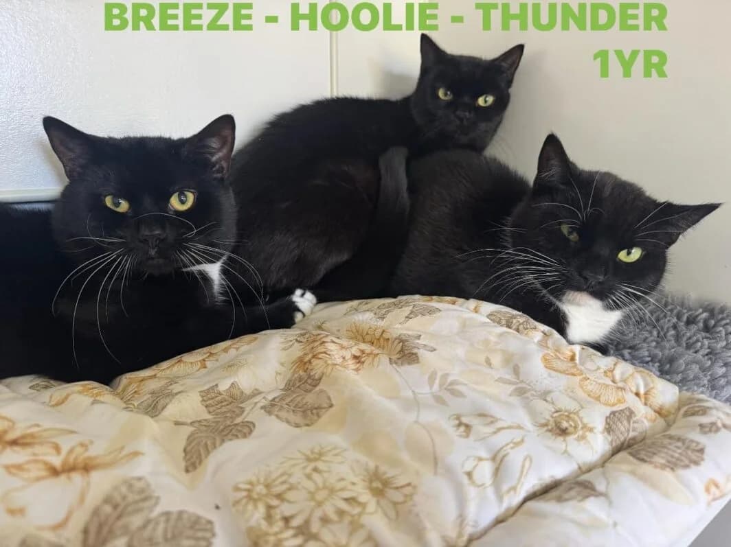 Breeze, Hoolie and Thunder, male Mixed Breed for adoption at Lothian Cat Rescue