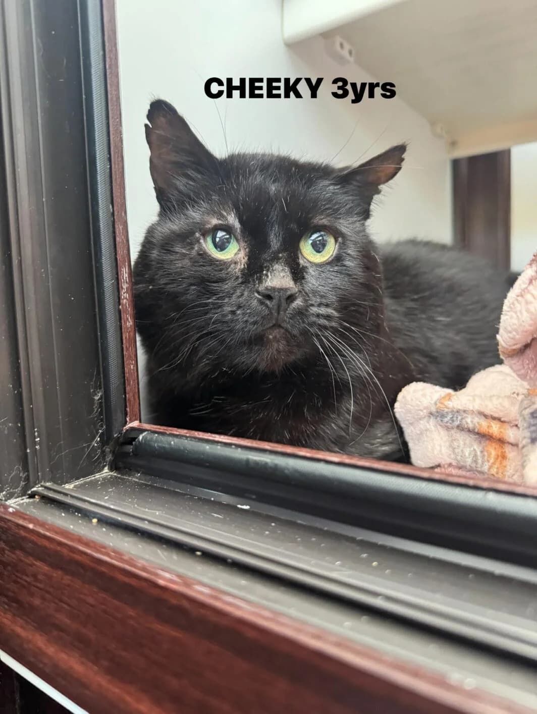 Cheeky, male Mixed Breed for adoption at Lothian Cat Rescue