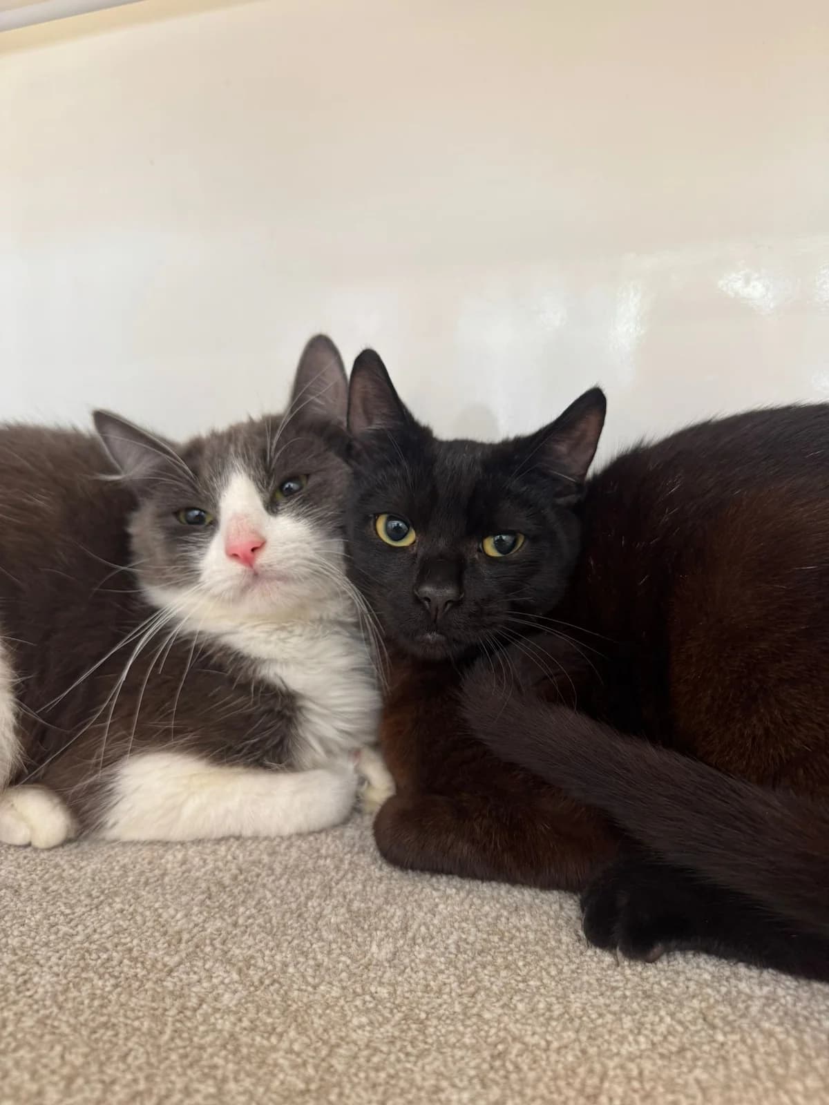 Dave (with Steve), male puppy Mixed Breed for adoption at Lothian Cat Rescue, Edinburgh