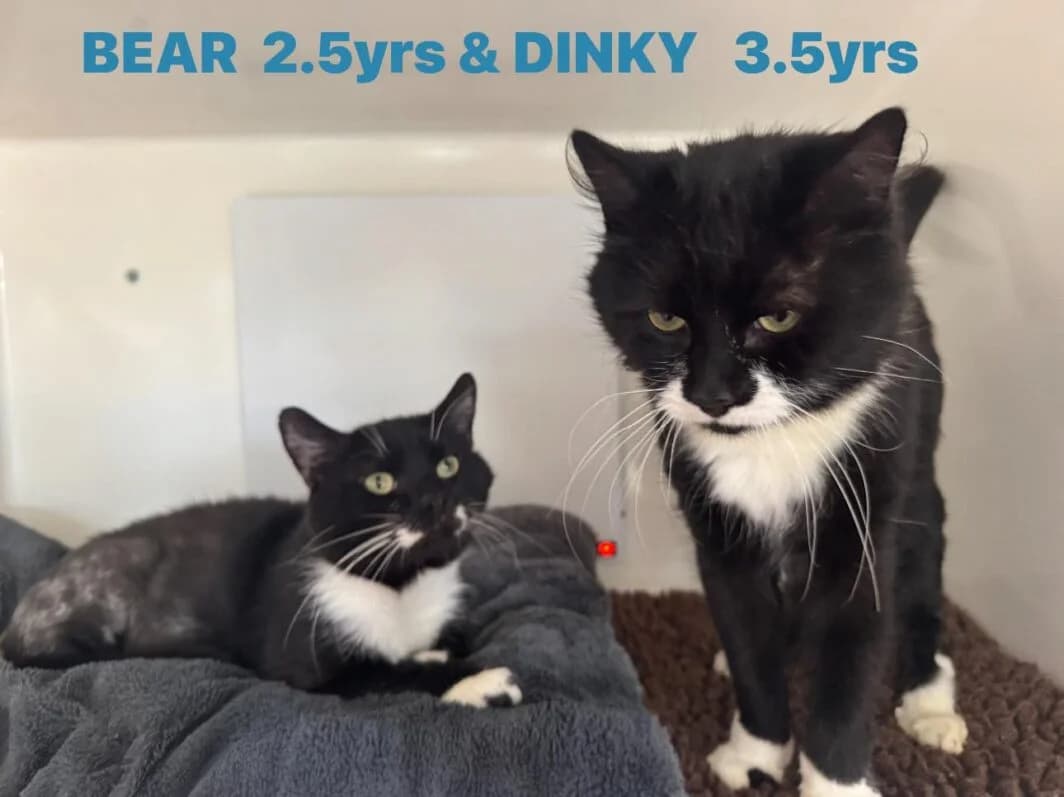 Dinky (with Bear), male Mixed Breed for adoption at Lothian Cat Rescue