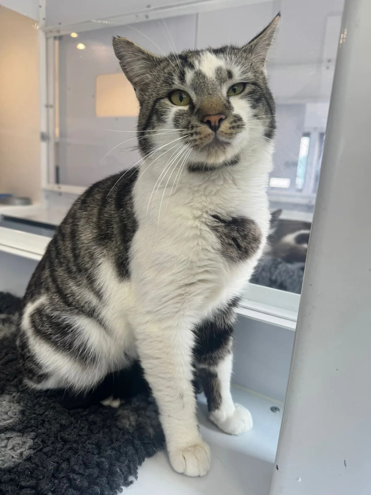 Dynamite, male young Mixed Breed for adoption at Lothian Cat Rescue, Edinburgh