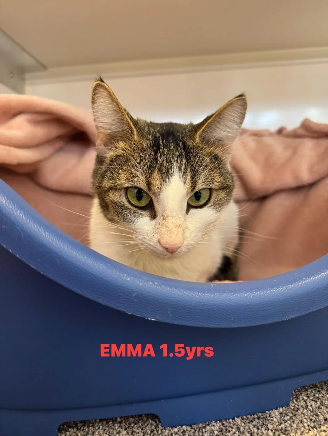 Emma (with Jenny), female Mixed Breed for adoption at Lothian Cat Rescue