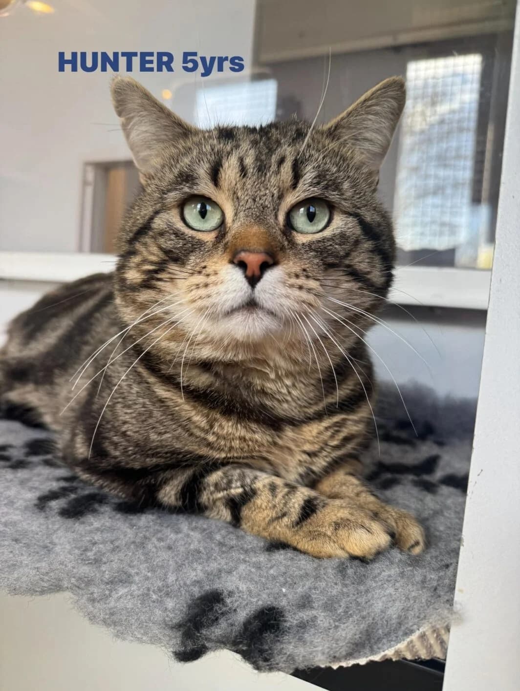 Hunter (or Thumper), male Mixed Breed for adoption at Lothian Cat Rescue
