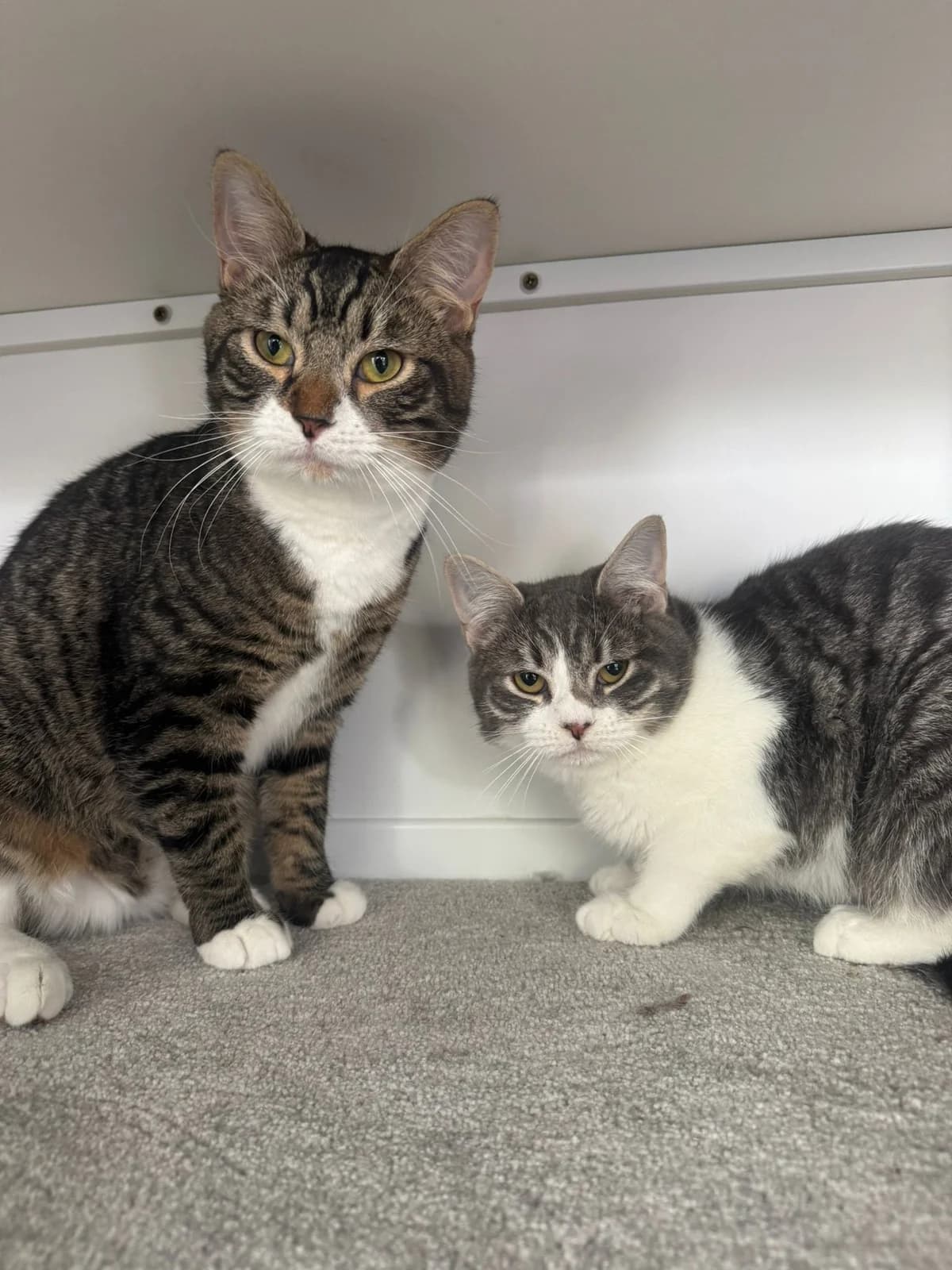 Jasper (with Milo), male Mixed Breed for adoption at Lothian Cat Rescue, Edinburgh