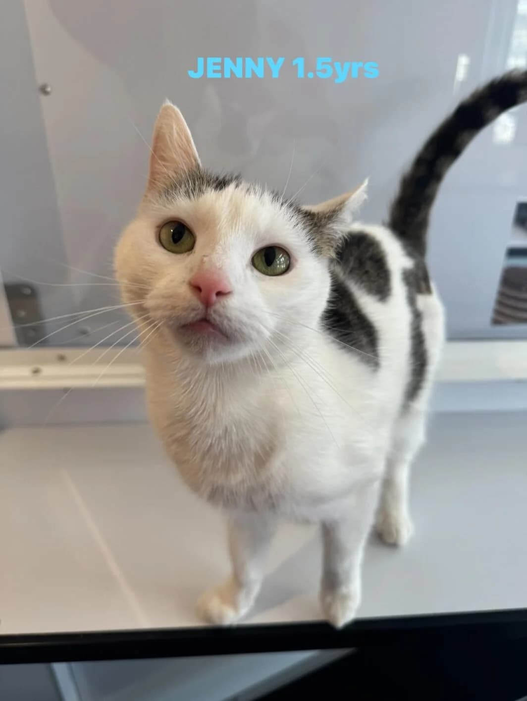 Jenny (with Emma), female Mixed Breed for adoption at Lothian Cat Rescue