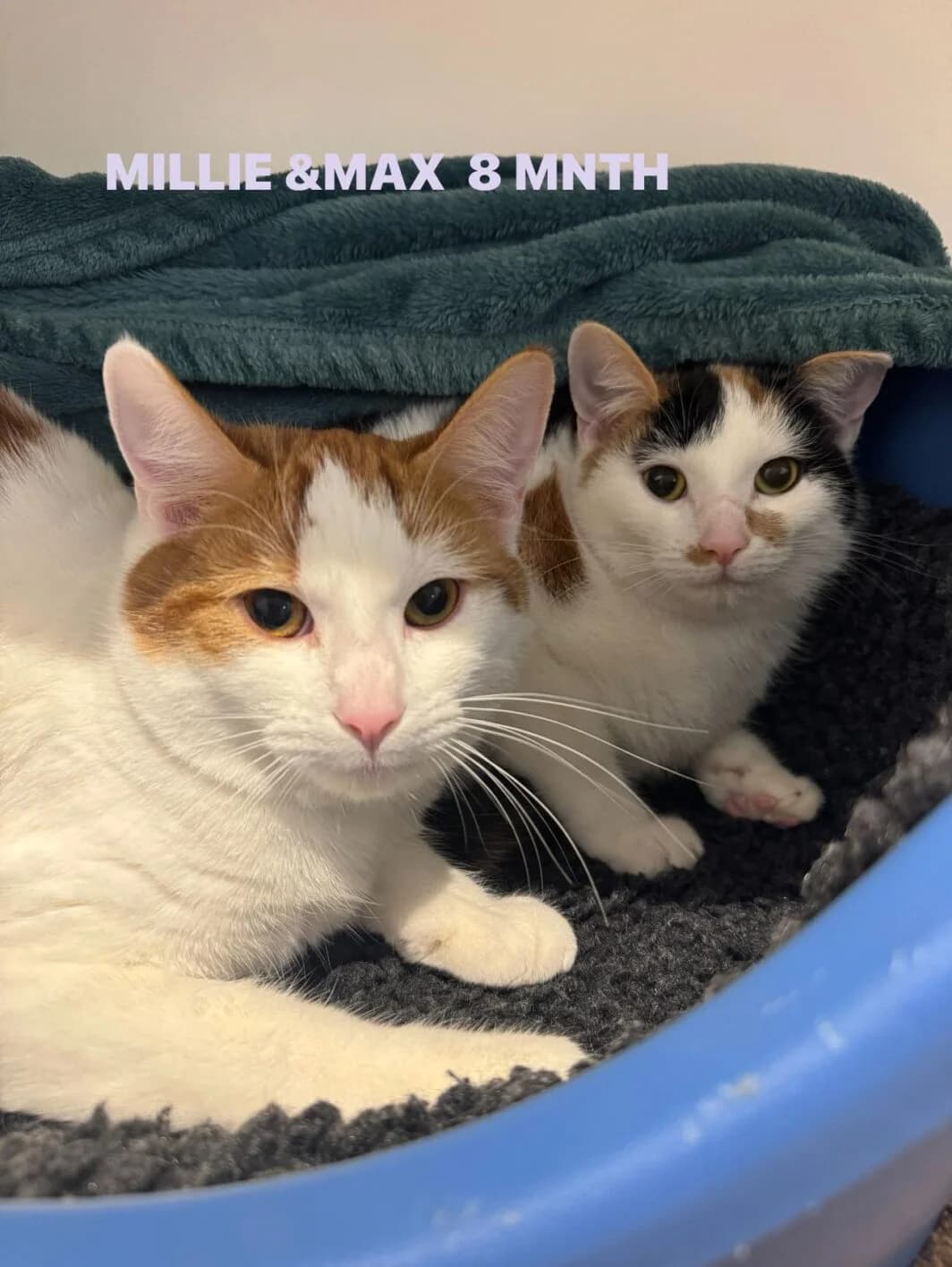 Millie (with Max), female Mixed Breed for adoption at Lothian Cat Rescue