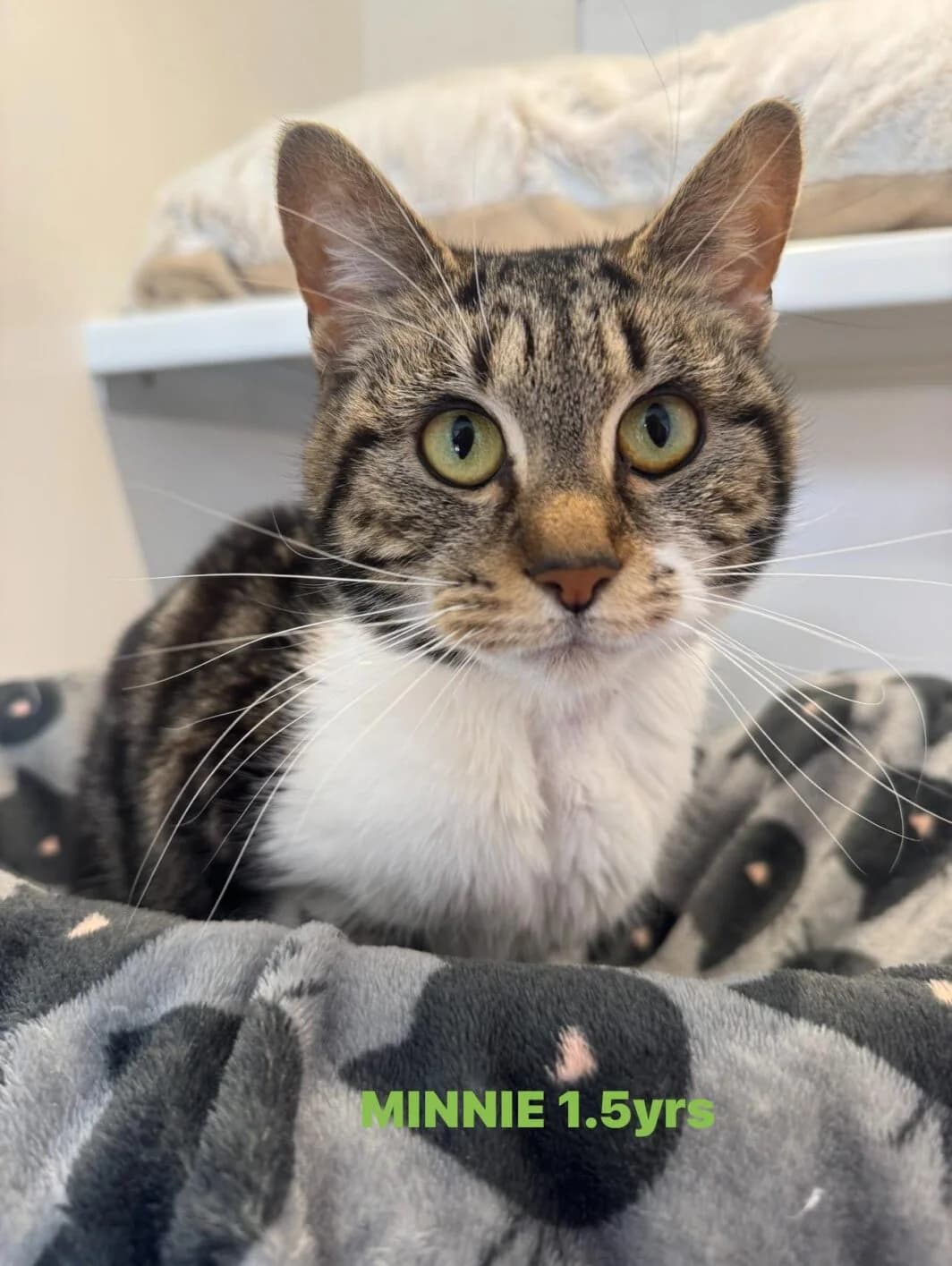 Minnie, female Mixed Breed for adoption at Lothian Cat Rescue