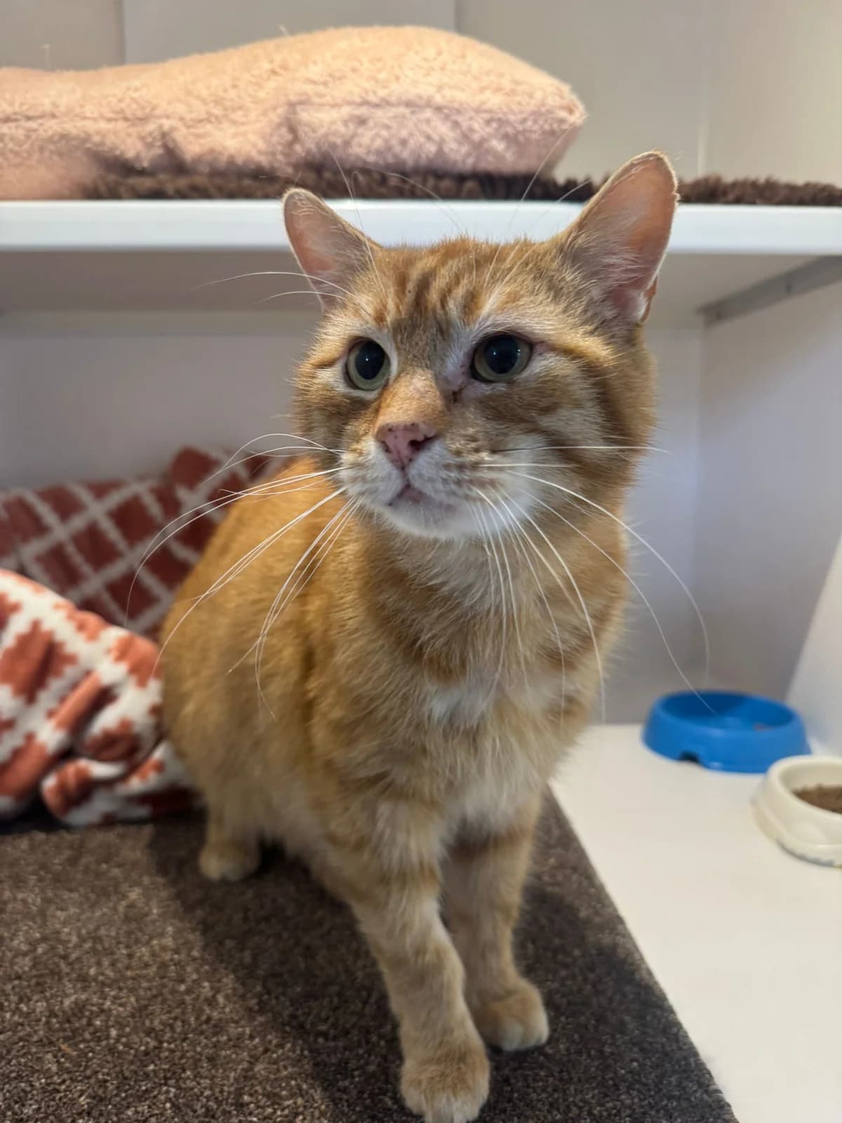 Oscar, male 5yo Mixed Breed for adoption at Lothian Cat Rescue, Edinburgh