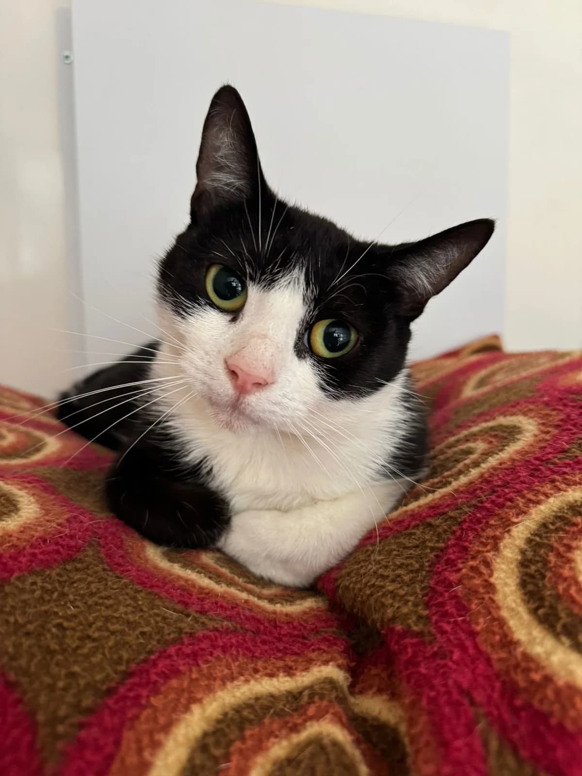 Penny (perhaps with Mary), female puppy Mixed Breed for adoption at Lothian Cat Rescue, Edinburgh