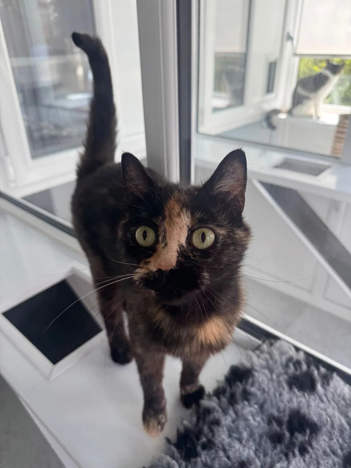 Shelley, female young Mixed Breed for adoption at Lothian Cat Rescue, Edinburgh