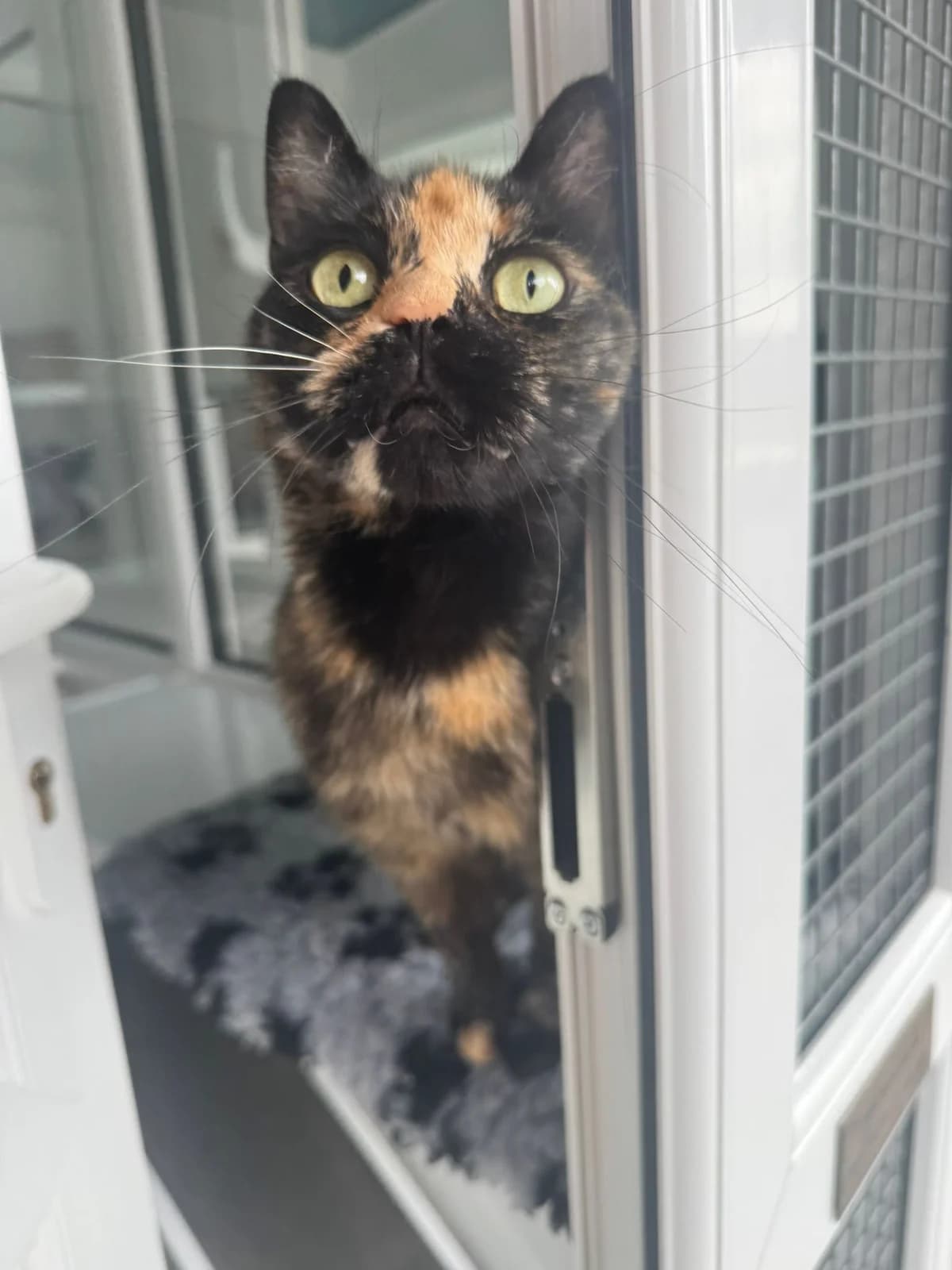 Shelley, female young Mixed Breed for adoption at Lothian Cat Rescue, Edinburgh