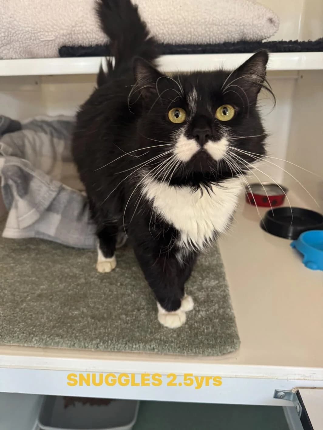 Snuggles, male Mixed Breed for adoption at Lothian Cat Rescue