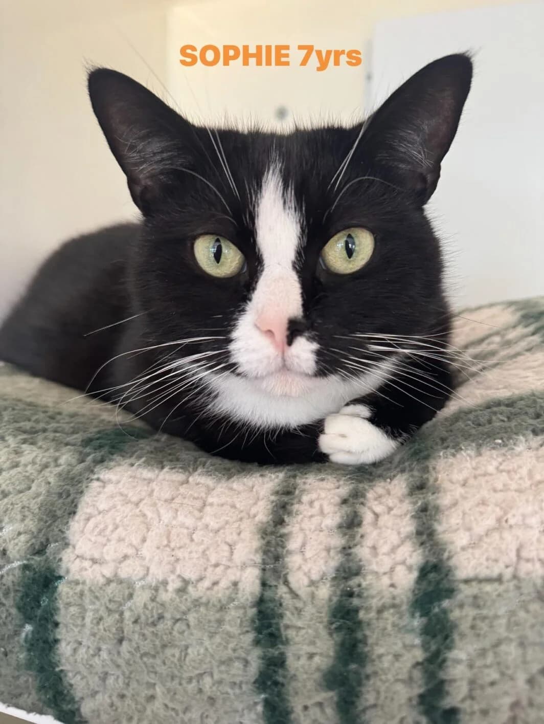 Sophie, female Mixed Breed for adoption at Lothian Cat Rescue