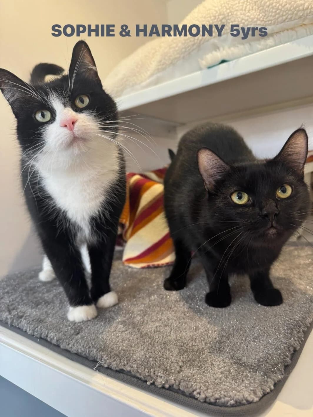 Sophie (with Harmony), female Mixed Breed for adoption at Lothian Cat Rescue