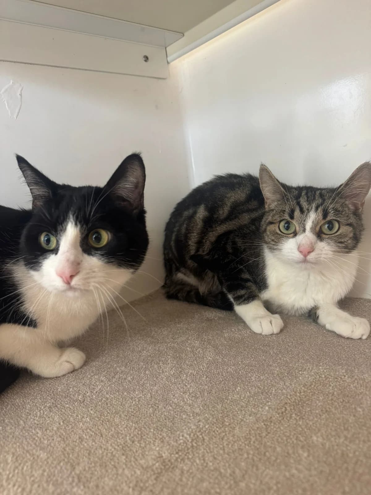 Twinkle (with Star), female Mixed Breed for adoption at Lothian Cat Rescue, Edinburgh