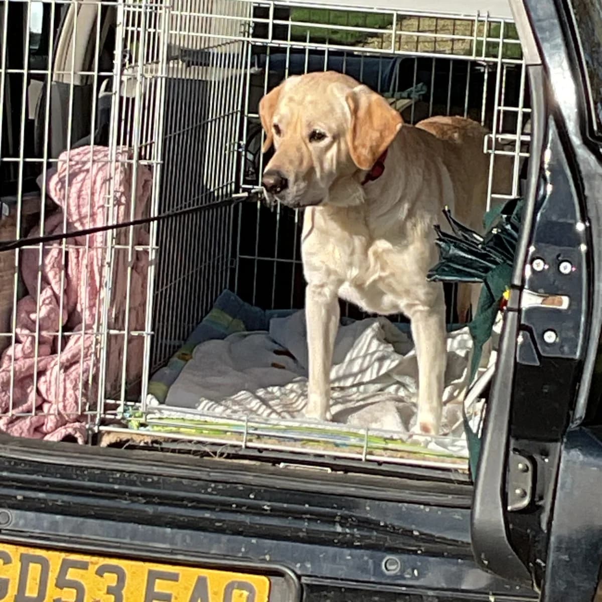 A Tragic Story Hoping For A Happy Ending In Lincolnshire, Yellow male puppy Labrador Retriever for adoption at Labrador Rescue South East and Central