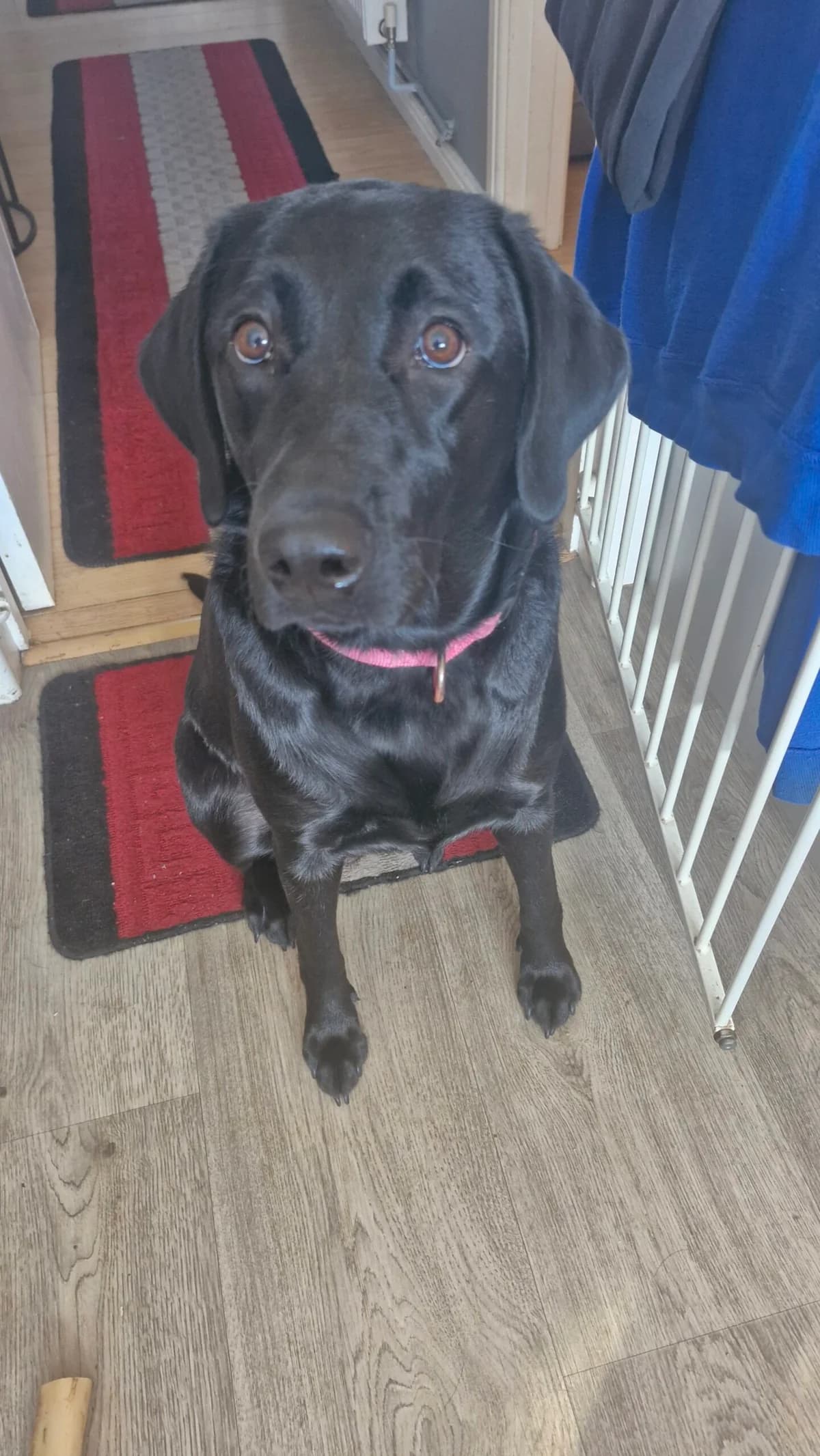 1 Year Old Black Female, Black female young Labrador Retriever for adoption at Labrador Rescue South East and Central