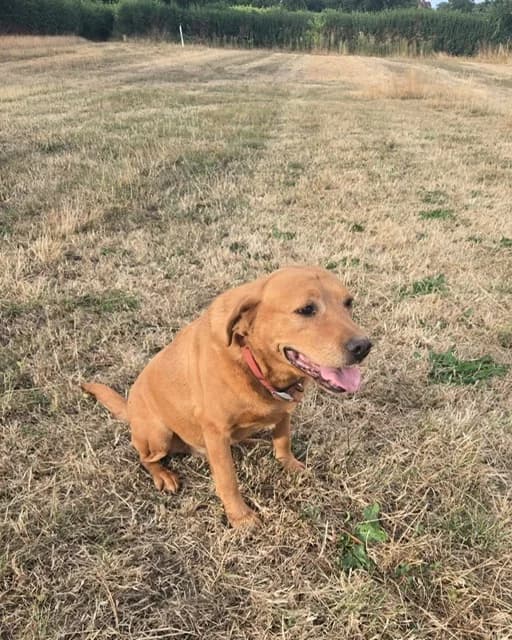 2479 – 9 year old Red Fox Male, Red Fox male senior Labrador Retriever for adoption at Labrador Rescue South East and Central