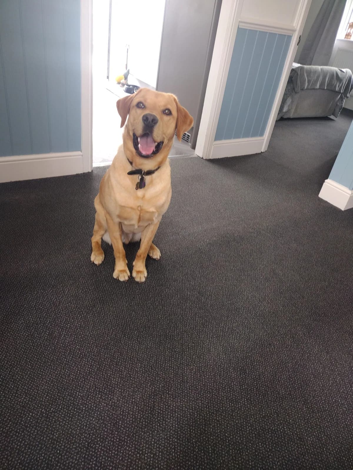 Handsome 14 Month Old Castrated Male, Yellow male puppy Labrador Retriever for adoption at Labrador Rescue South East and Central