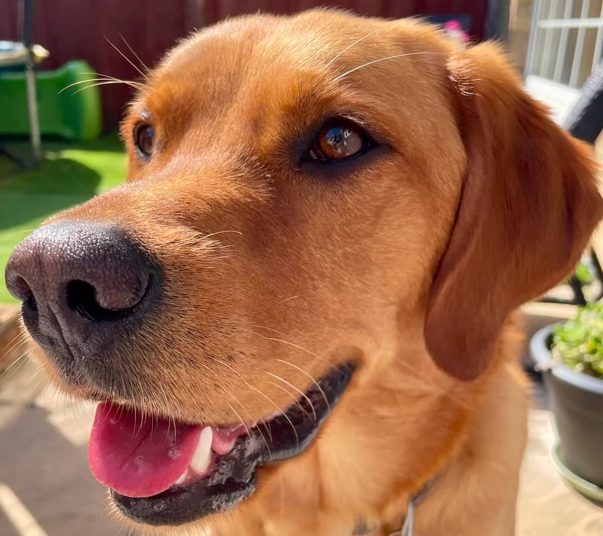 2481 – Pretty 2 year old female Goldador, Yellow female young Labrador Retriever for adoption at Labrador Rescue South East and Central