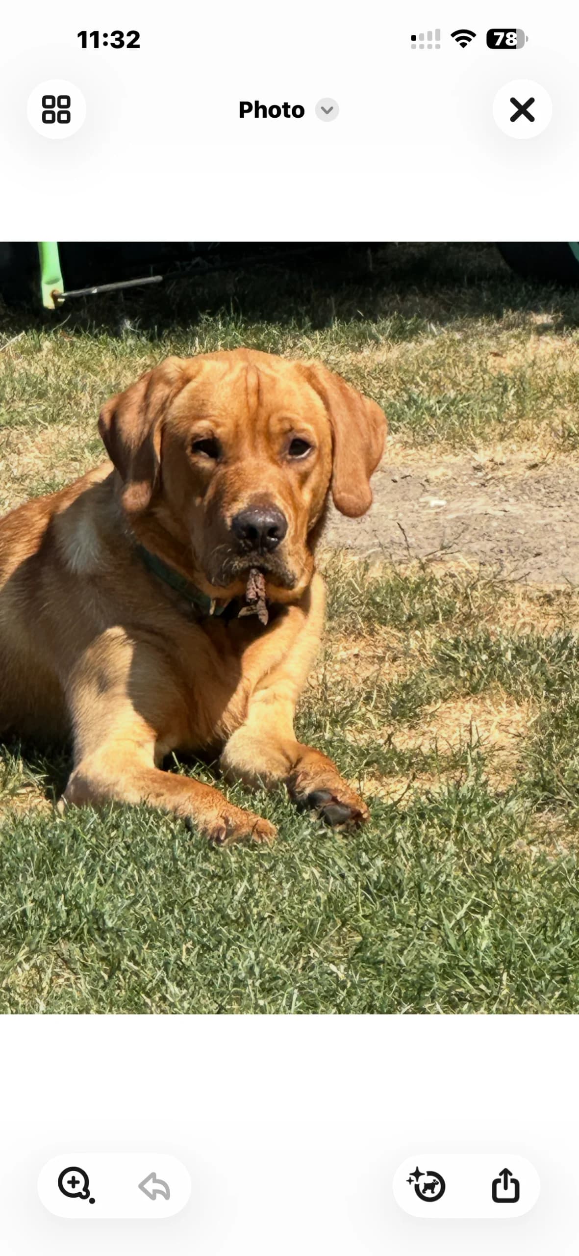 1 Year Old Boy Looking For A Very Special Home, Fox Red male young Labrador Retriever for adoption at Labrador Rescue South East and Central