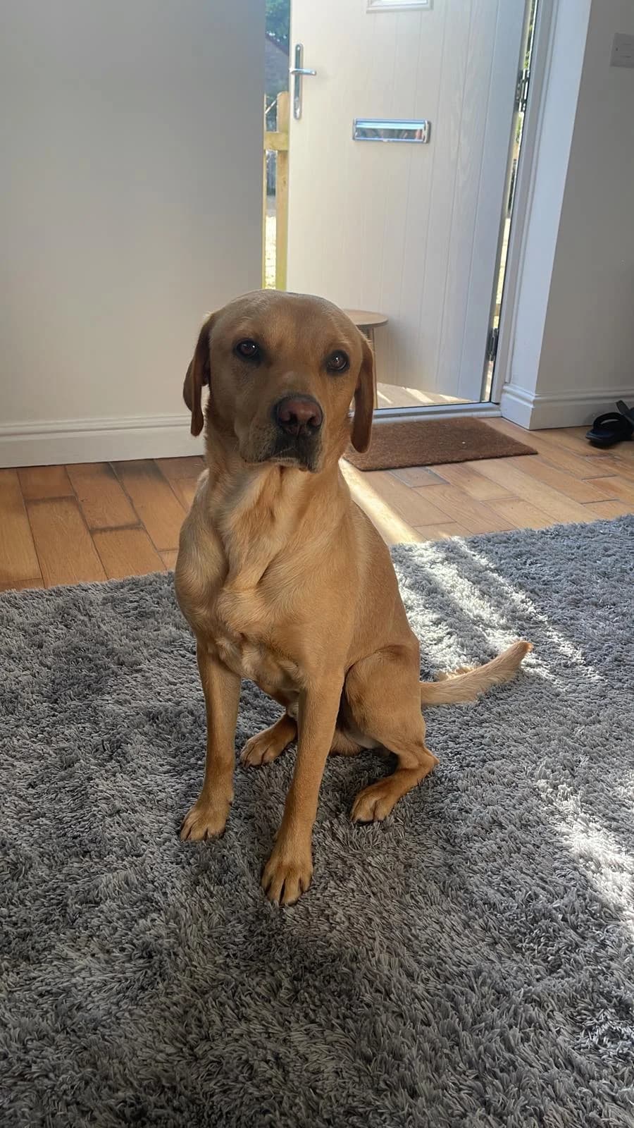 2492 Looking for a new home in Lincolnshire or, Red male 3yo Labrador Retriever for adoption at Labrador Rescue South East and Central