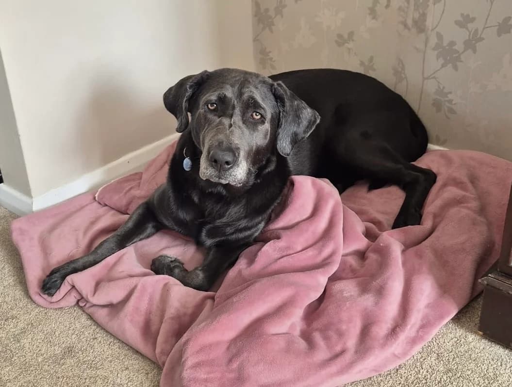 Charcoal Black , Female, Charcoal Black female young Labrador Retriever for adoption at Labrador Rescue South East and Central