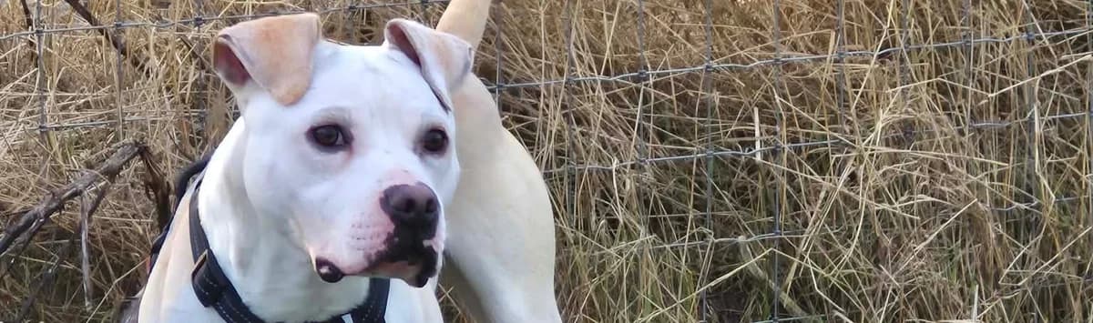 Norman, male Mixed Breed for adoption at Loving Homes Dog Rescue