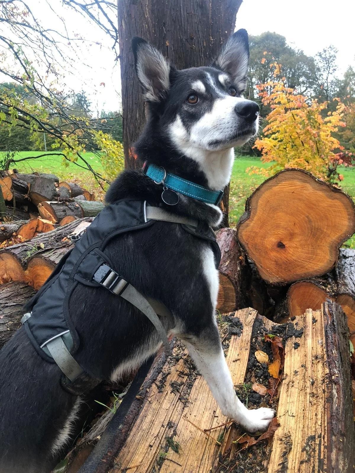 Trevor, male 6yo Mixed Breed for adoption at Lucky
