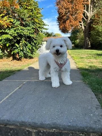 Bella, female puppy Mixed Breed for adoption at Lulu