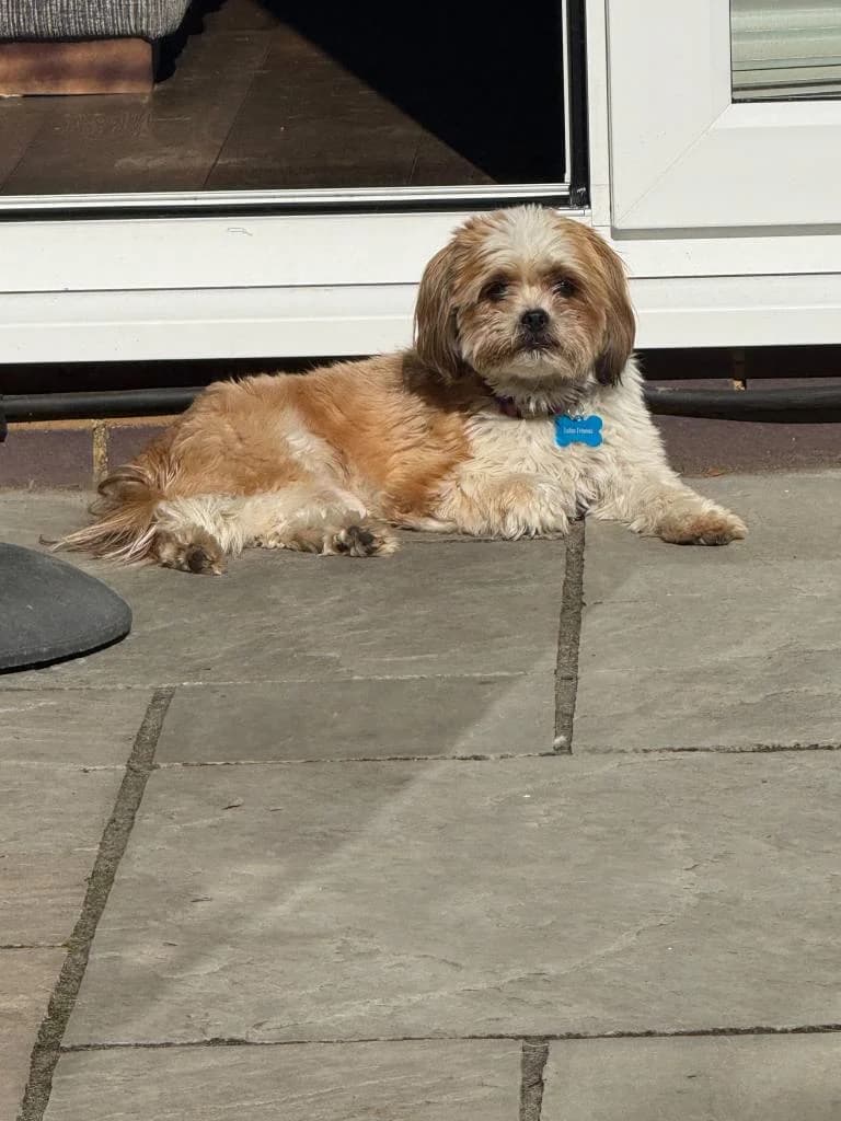 Cassie, female 6yo Mixed Breed for adoption at Lulu
