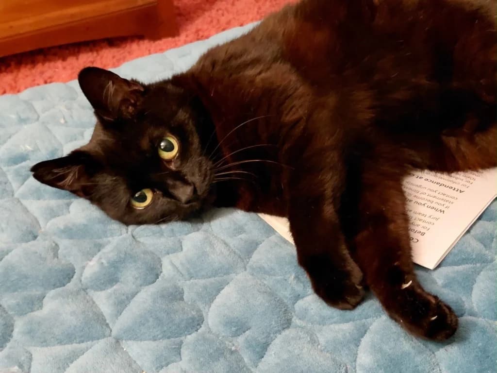 Opal, female senior Mixed Breed for adoption at Lulu