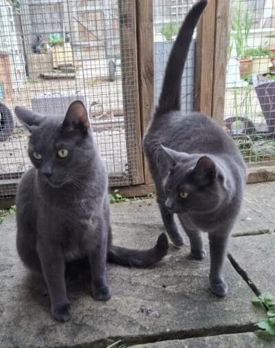 Orca and Puffin, female 4yo Mixed Breed for adoption at Luna Animal Rescue
