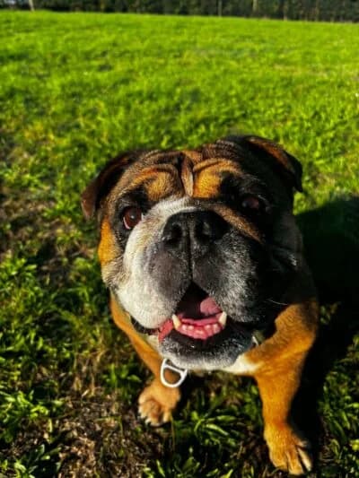 Suki, female 6yo Mixed Breed for adoption at Luna Animal Rescue