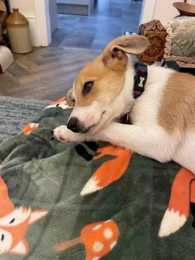 Juliette, female puppy Mixed Breed for adoption at Luna Animal Rescue