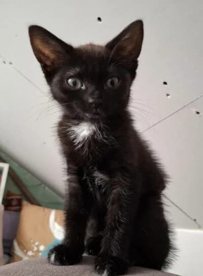 Paris, female puppy Mixed Breed for adoption at Luna Animal Rescue